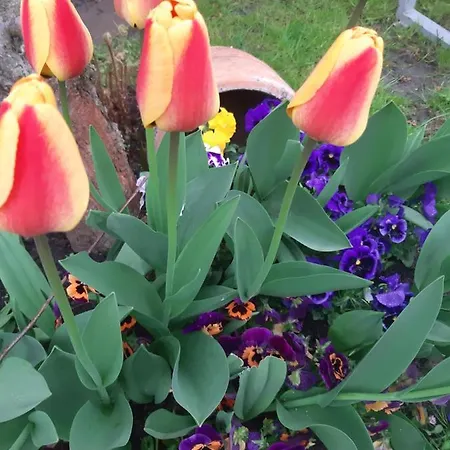 De Likua 3* ルジョムベロク