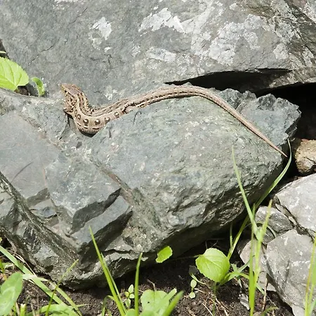 招待所 De Likua 3*